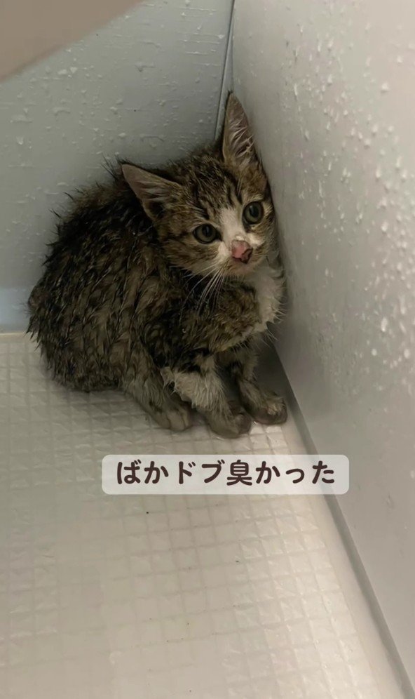 洗われた子猫