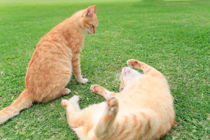 猫同士のケンカ