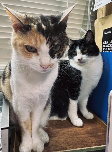 2匹の猫