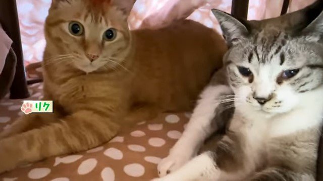 こたつの中の2匹の猫