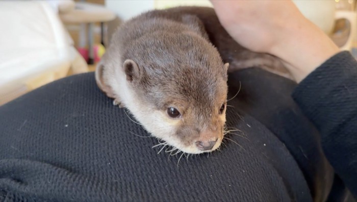 さくらちゃんの紹介写真