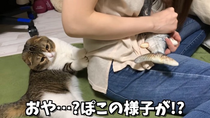 人の後ろから前を見ようとする猫