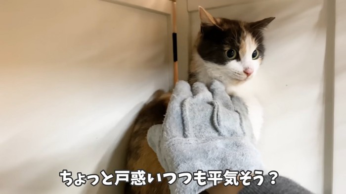 手袋をつけた手でなでられる猫