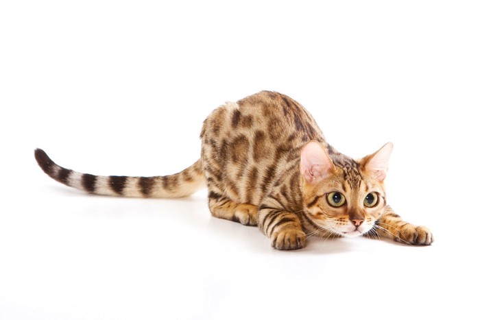 獲物に狙いを定める猫