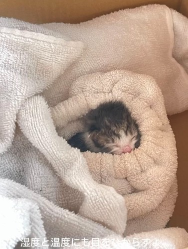 毛布に包まれる赤ちゃん猫