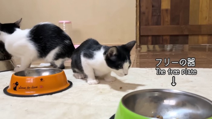 2匹の白黒猫とフリーの器