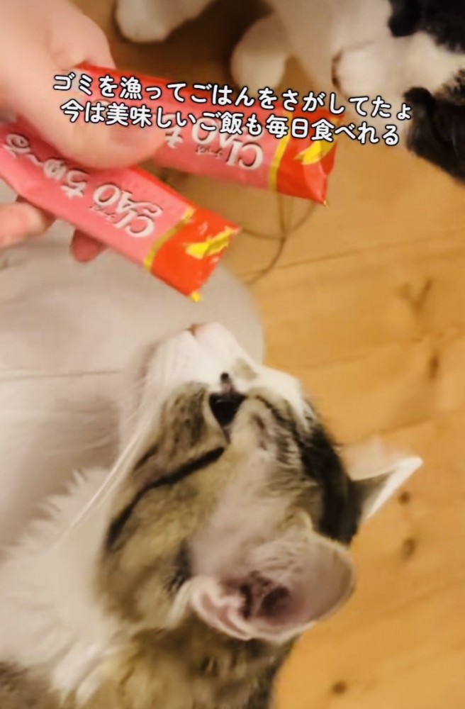 チュールをもらう2匹の保護猫