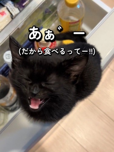 目を閉じる子猫