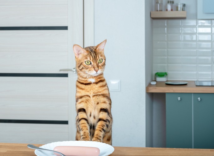 魚肉ソーセージのお皿が置かれたテーブルに足をかけて立つ猫