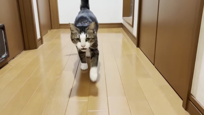 駆け寄ってくる姿