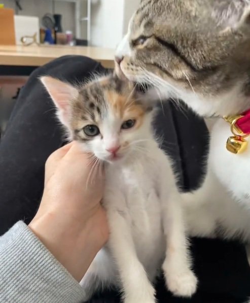 キジトラ猫から毛づくろいされている三毛の子猫
