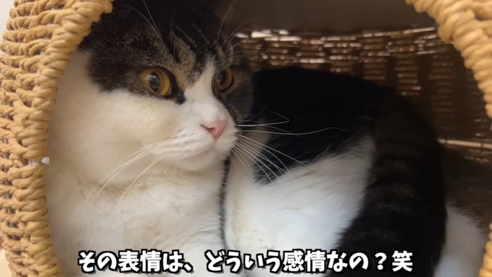 ハウスの中で目を開けて座る猫