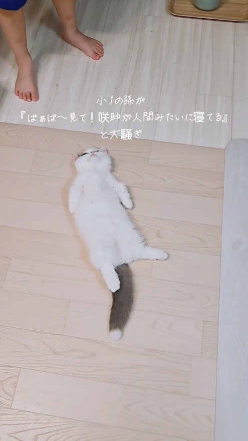 仰向けになりながら子どもを見つめる猫