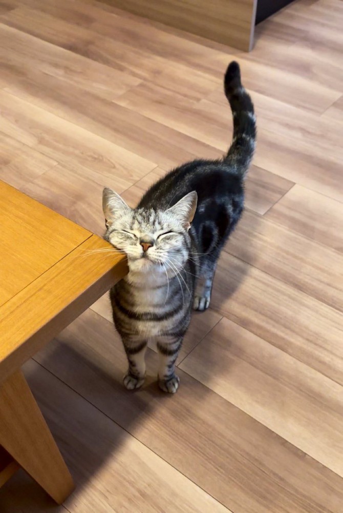 目を細める猫