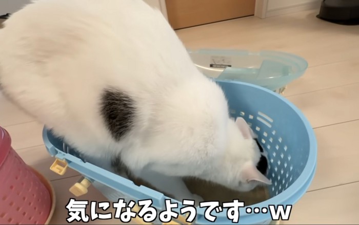 チェックする猫