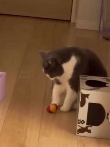 ボールを足元に置いた猫
