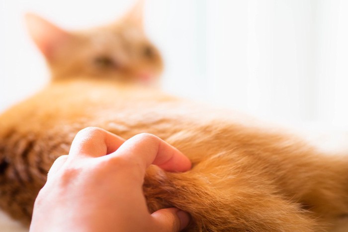 お尻を掻かれる猫