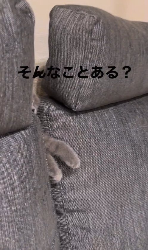 ソファの背もたれの隙間から出ている猫の手(アップ)