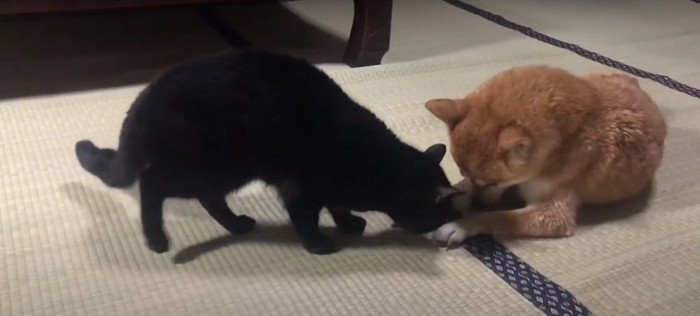 黒猫と柴犬