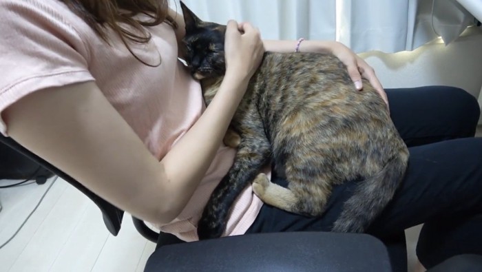 膝の上に乗っている猫