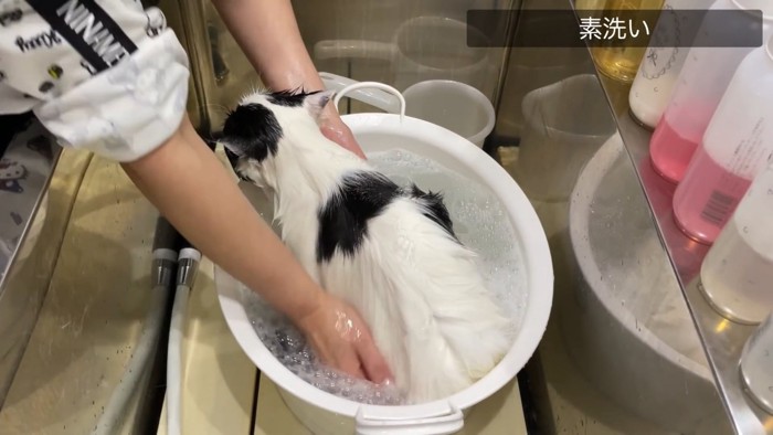 お湯に浸かる猫