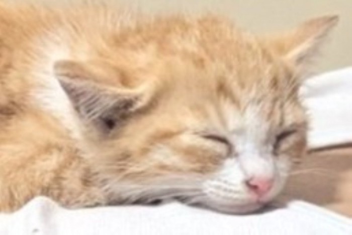 寝ている子猫の顔