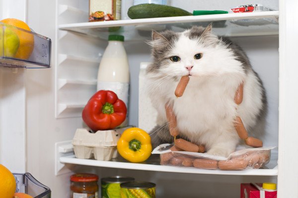 盗み喰いをする猫