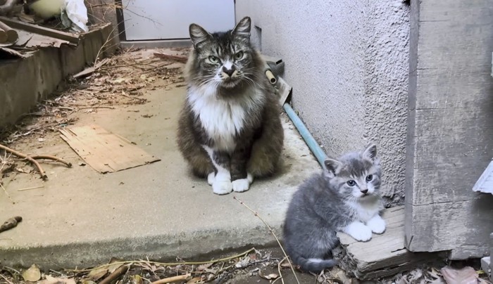 じっとしているカーチャンに比べて子猫は無邪気にうろうろ