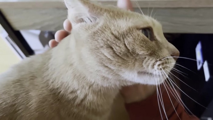 猫の右横顔アップ