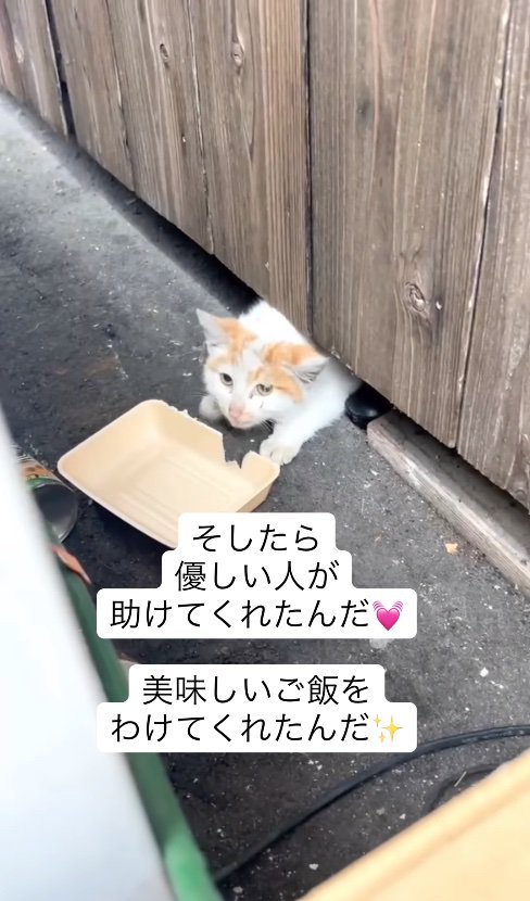 建物の隙間から頭を出している猫