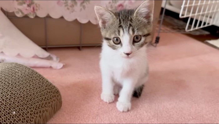 カメラを見つめる子猫
