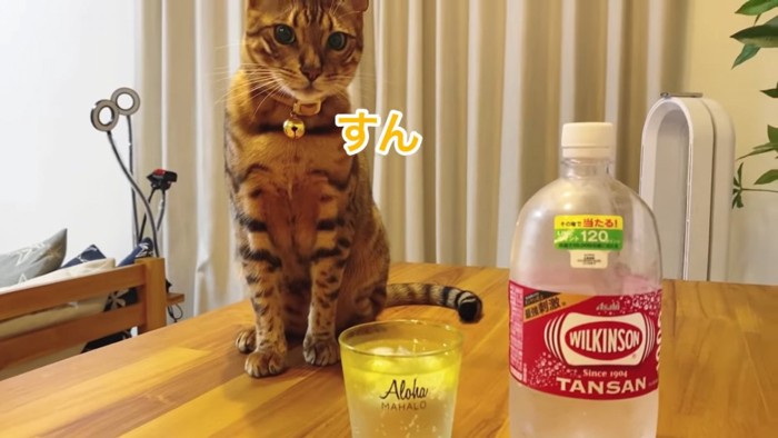 コップとペットボトルとおすわりする猫