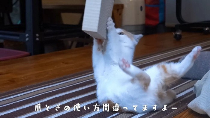 爪とぎにしがみつく子猫