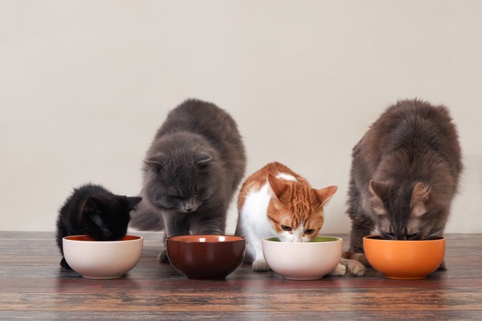 並んでフードを食べる猫たち