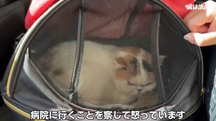 キャリーバッグの中にいる猫