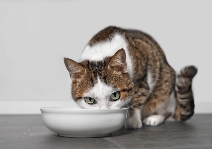 餌を食べる猫