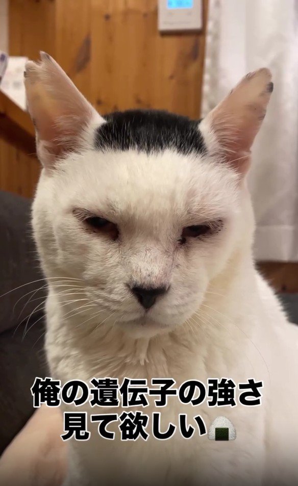 目を開いている白黒猫