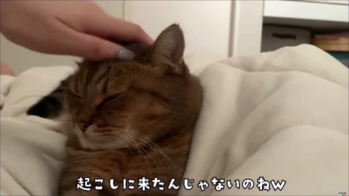 飼い主になでてもらう猫