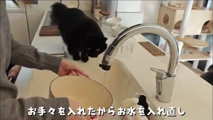 キッチンの上にいる猫