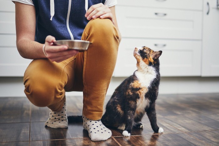 餌を持つ飼い主を見上げる猫