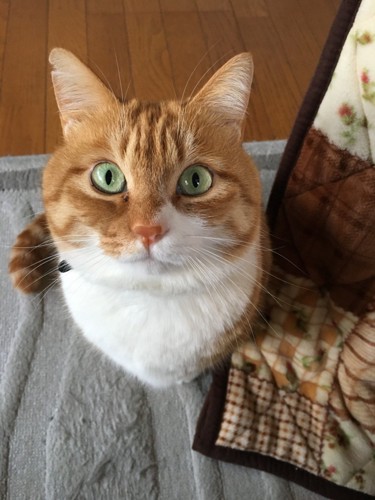 たま