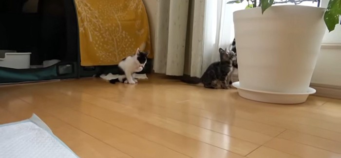 毛づくろいをしている子猫と窓の外を見ている子猫