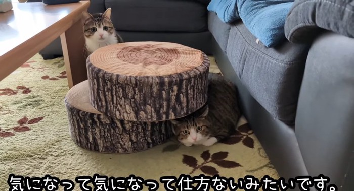 クッションの横の猫