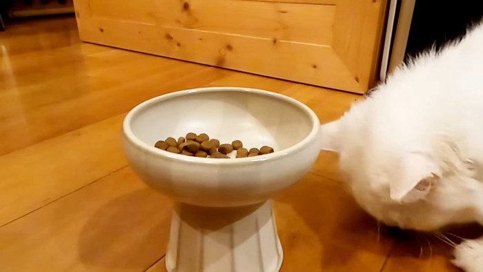 床に落としたエサを食べる猫