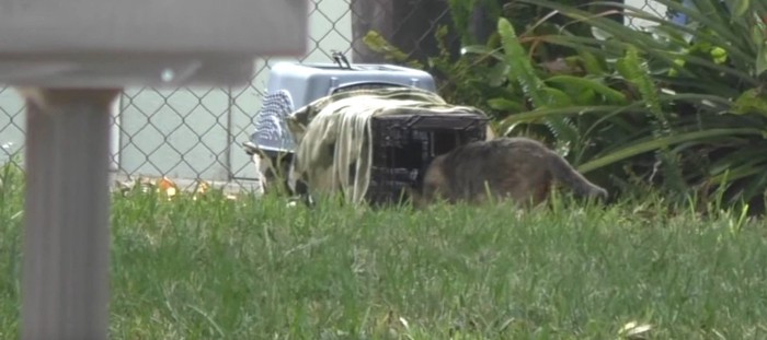 捕獲器に頭を入れる猫