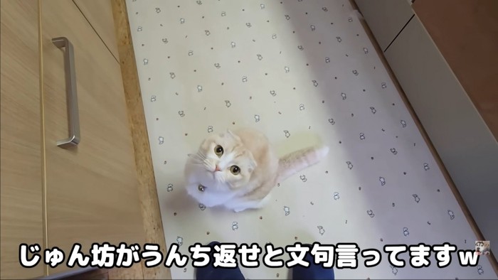 見あげてくる猫