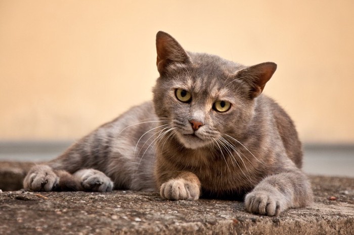 構って貰うのを期待する猫