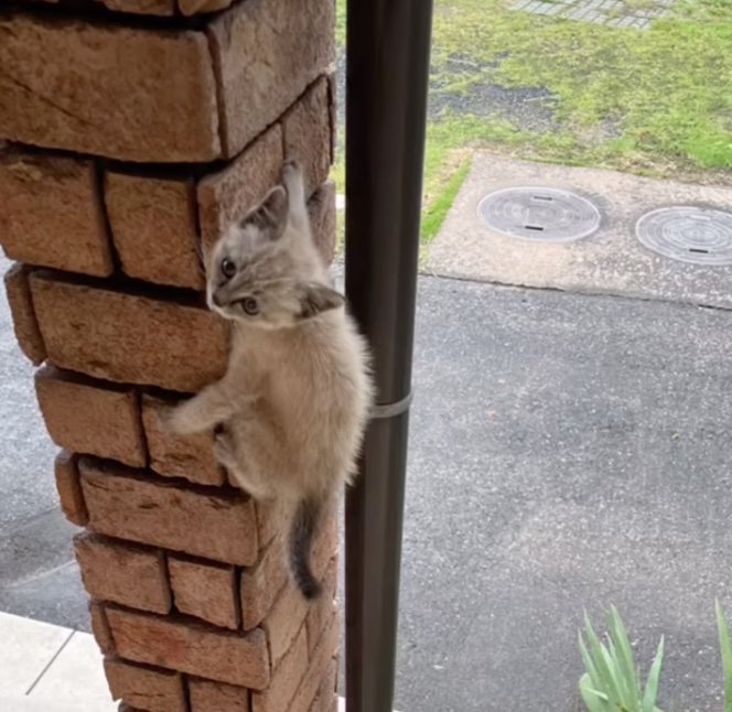 上へと登る子猫