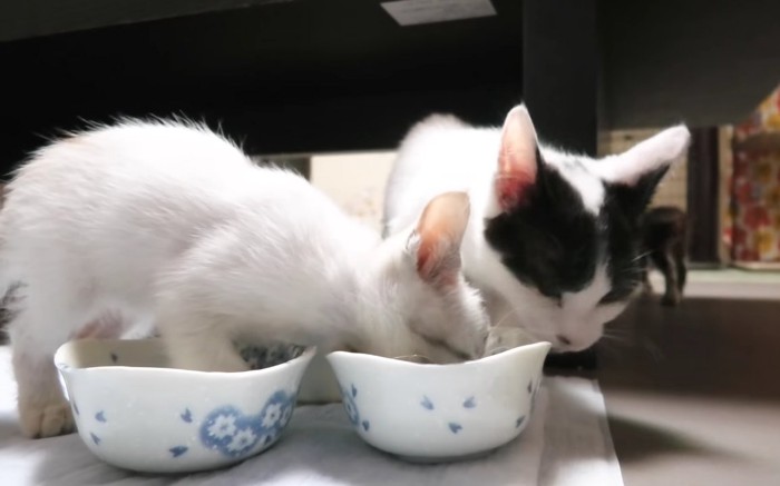 ご飯を食べる子猫