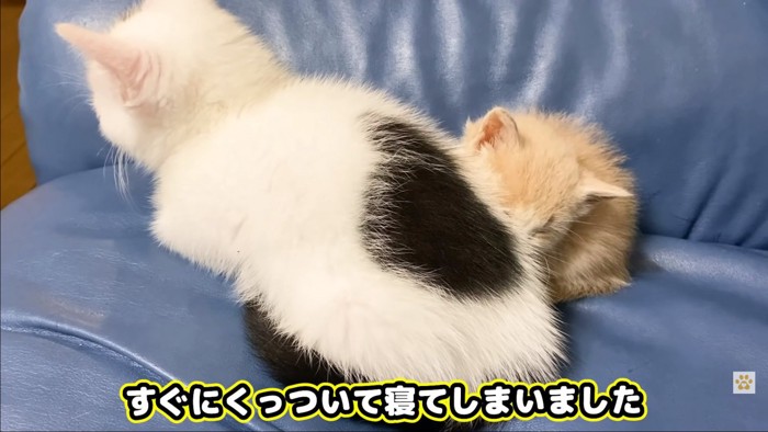 三毛と子猫